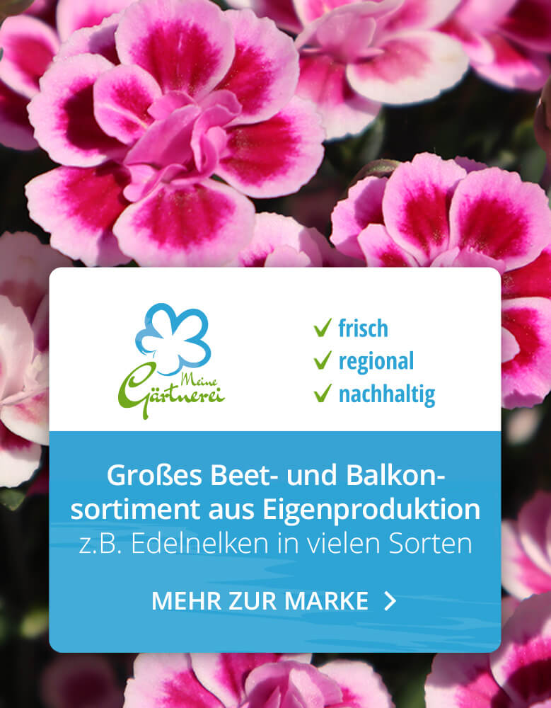 Bayerische Blumen Zentrale Parsdorf München Beetpflanzen Balkonpflanzen Nelken Edelnelken