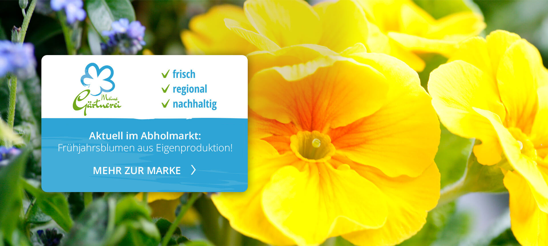 Bayerische Blumen Zentrale Meine Gärtnerei Eigenproduktion Nachhaltigkeit Regional