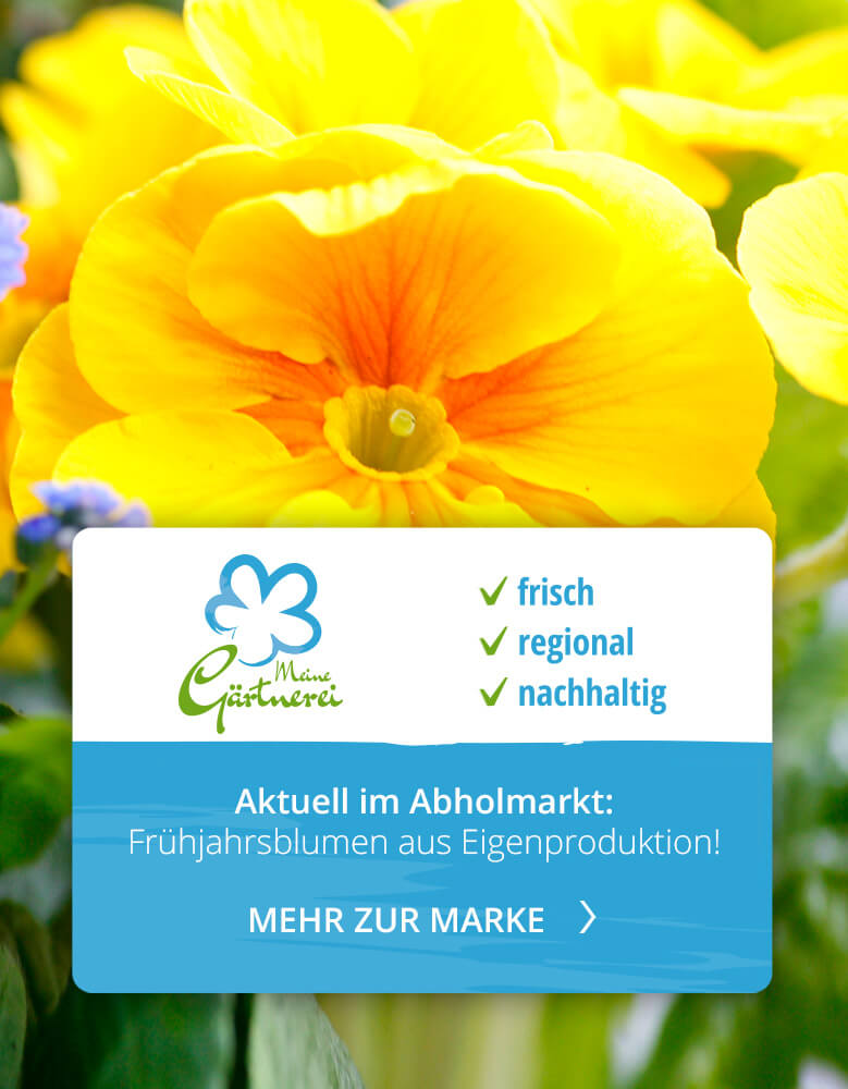Bayerische Blumen Zentrale Meine Gärtnerei Eigenproduktion Nachhaltigkeit Regional