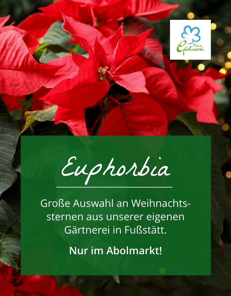 Jetzt wieder verfügbar: Weihnachtssterne aus unserer bayerischen Gärtnerei