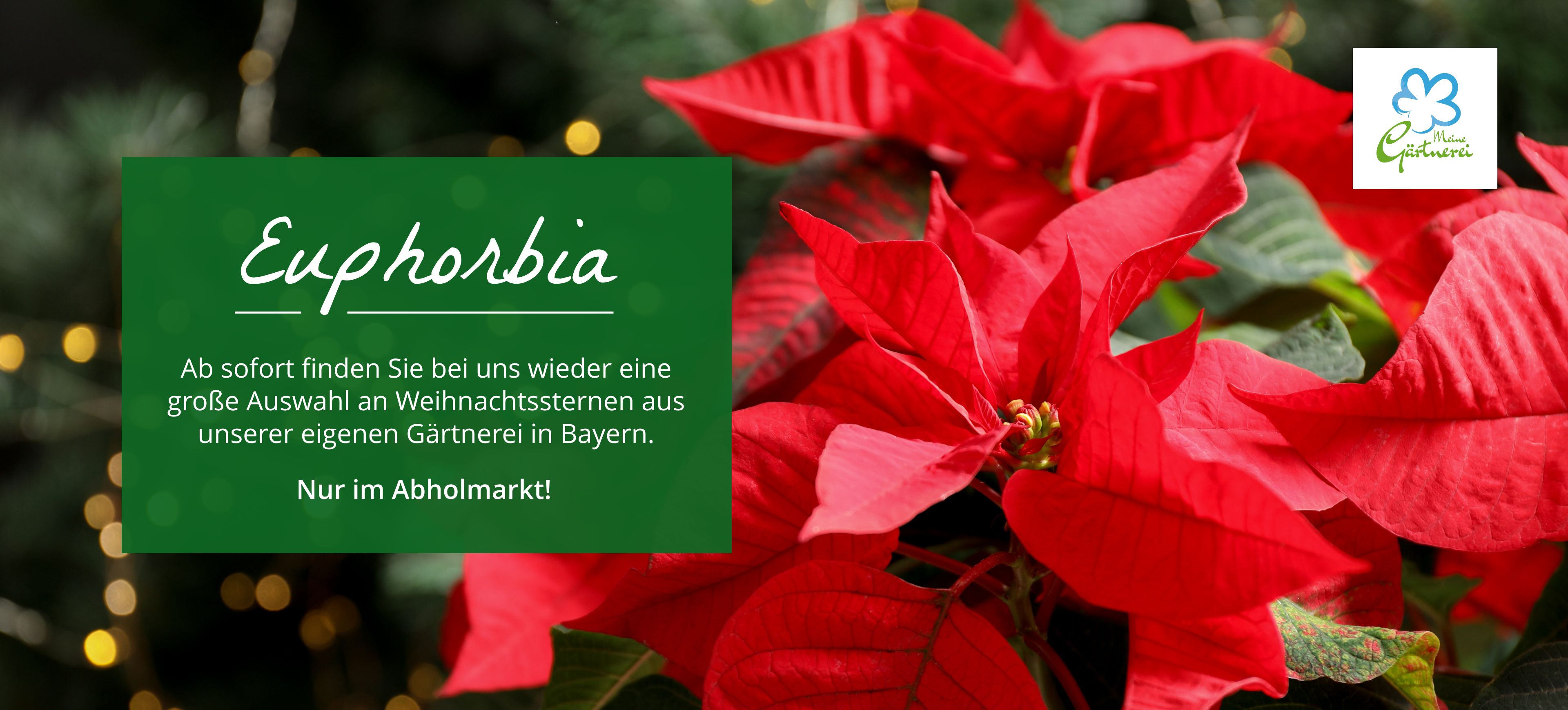 Jetzt wieder verfügbar: Weihnachtssterne aus unserer bayerischen Gärtnerei