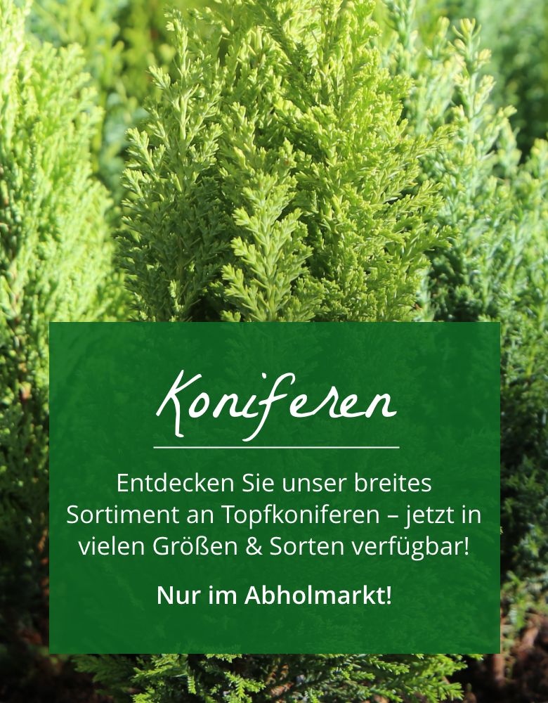 Nur im Abholmarkt: Topfkoniferen
