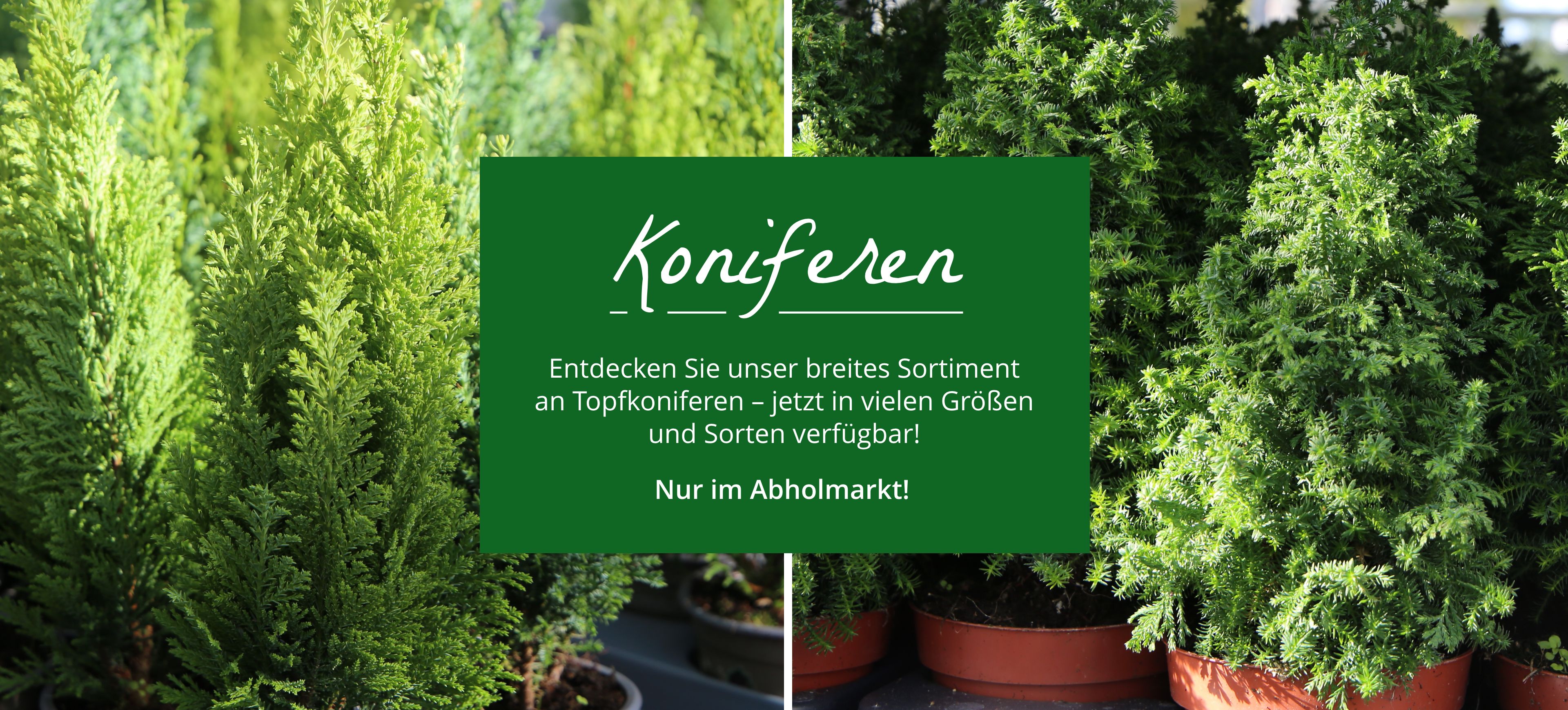 Nur im Abholmarkt: Topfkoniferen