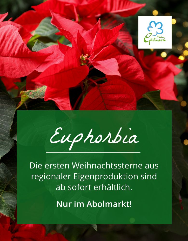 Die ersten Weihnachtssterne sind da!