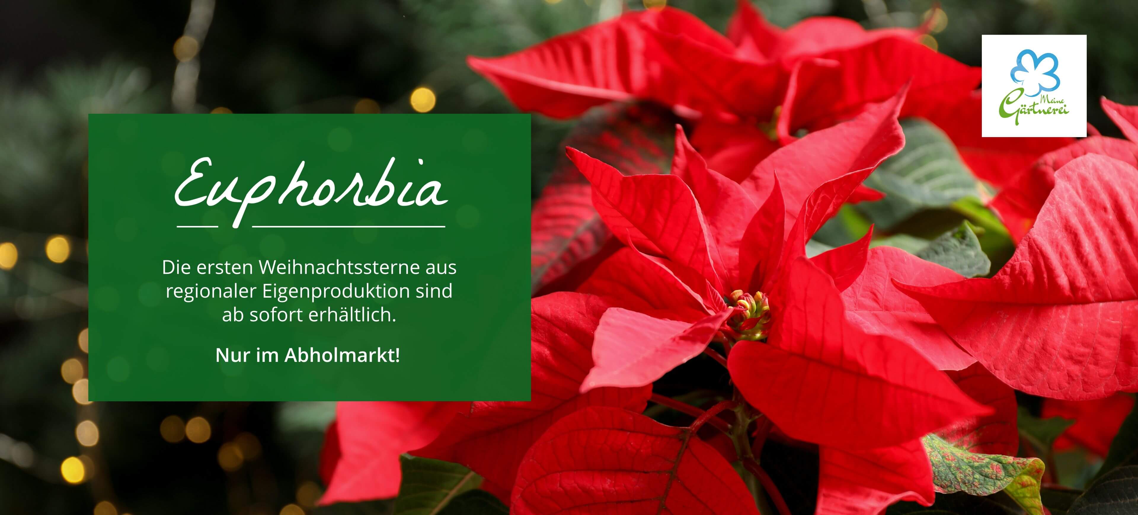 Die ersten Weihnachtssterne sind da!