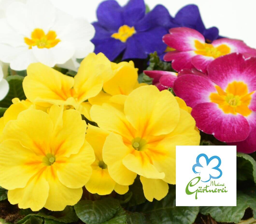 Aus der Region: Unsere Primeln überzeugen durch  kurze Lieferwege und eine große Auswahl an Farben und Sorten.