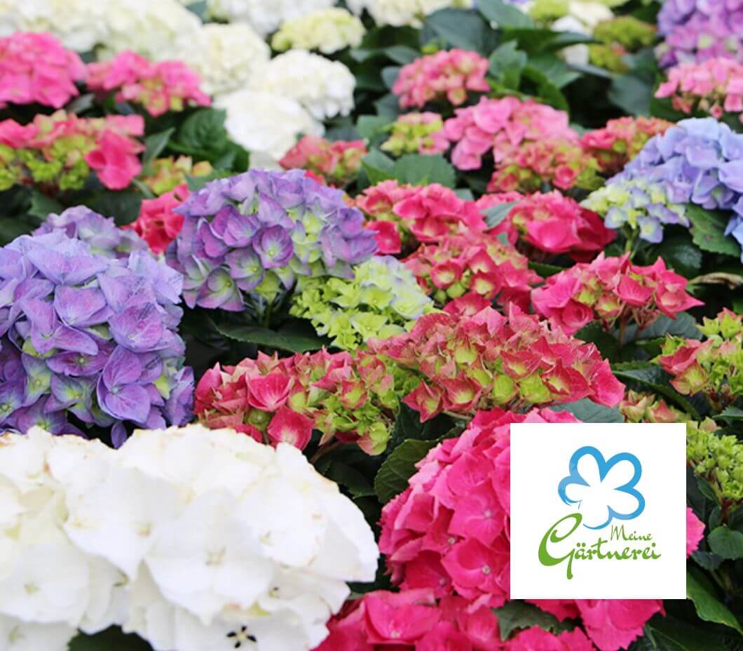 Aus der Region: Unsere Hortensien überzeugen durch  kurze Lieferwege, große Blüten und einer attraktiven Farbenvielfalt.