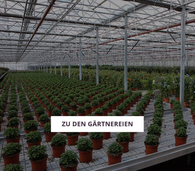 In unseren bayerischen Gärtnereien gedeihen Balkonpflanzen in bester Qualität. Mehr erfahren über unsere Gärtnereien.