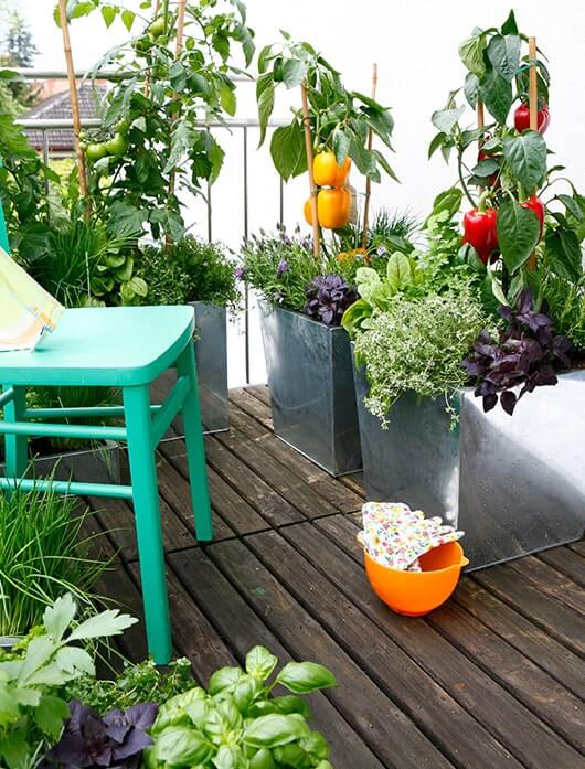 Balkonpflanzen zum Reinbeißen: Kräuter, Obst- und Gemüsepflanzen