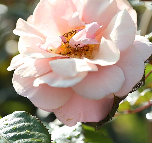 Mit blühenden Stauden wie Rosen kommt ein romantischer Touch in den Garten. 